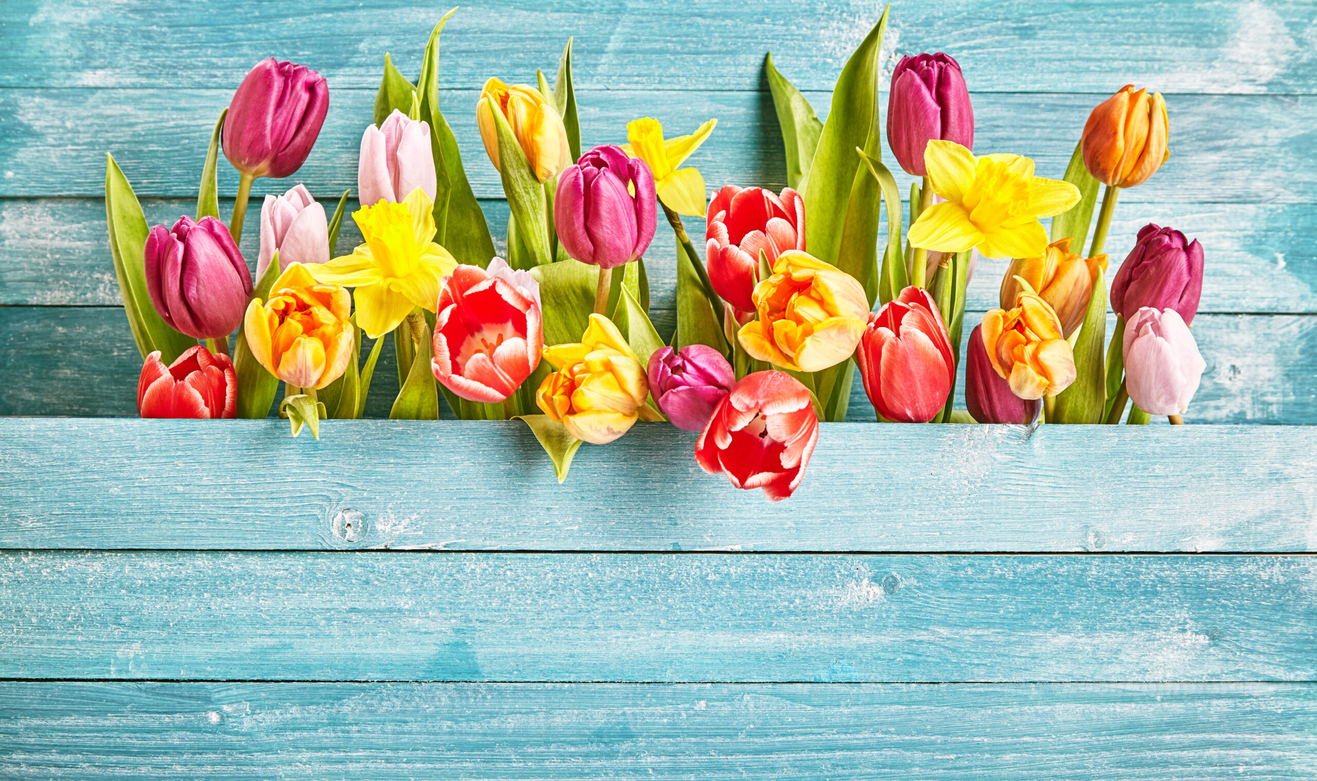 Frühlingsblumen