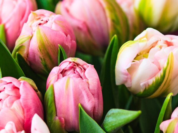 Tulpen – jetzt wird es bunt